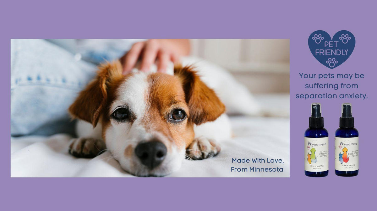 Dog on bed. Pet friendly products to help with separation anxiety - Less Stress and Calming Pet Mists - Wyndmere