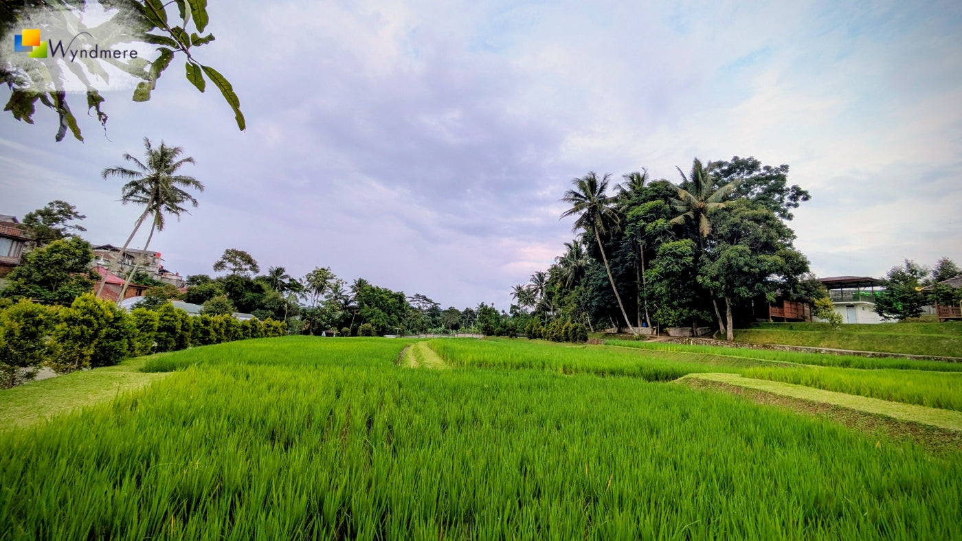 The Journey of an Essential Oil (Farm to Bottle)