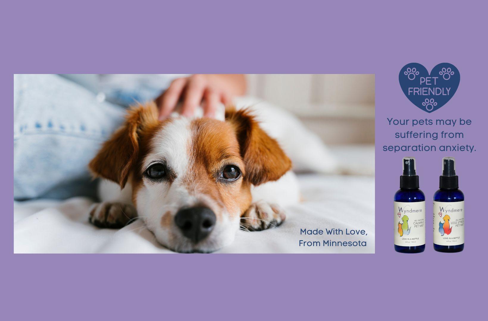 Dog on bed. Pet friendly products to help with separation anxiety - Less Stress and Calming Pet Mists - Wyndmere