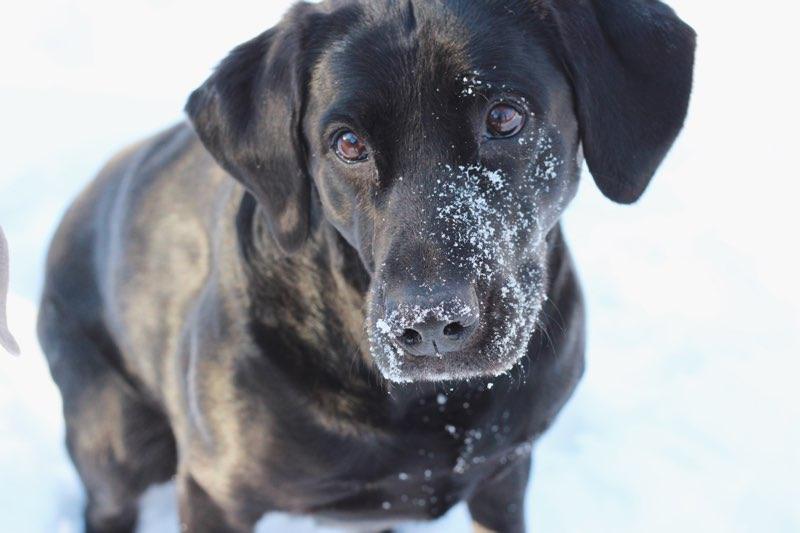 Dog with snow on face and nose.