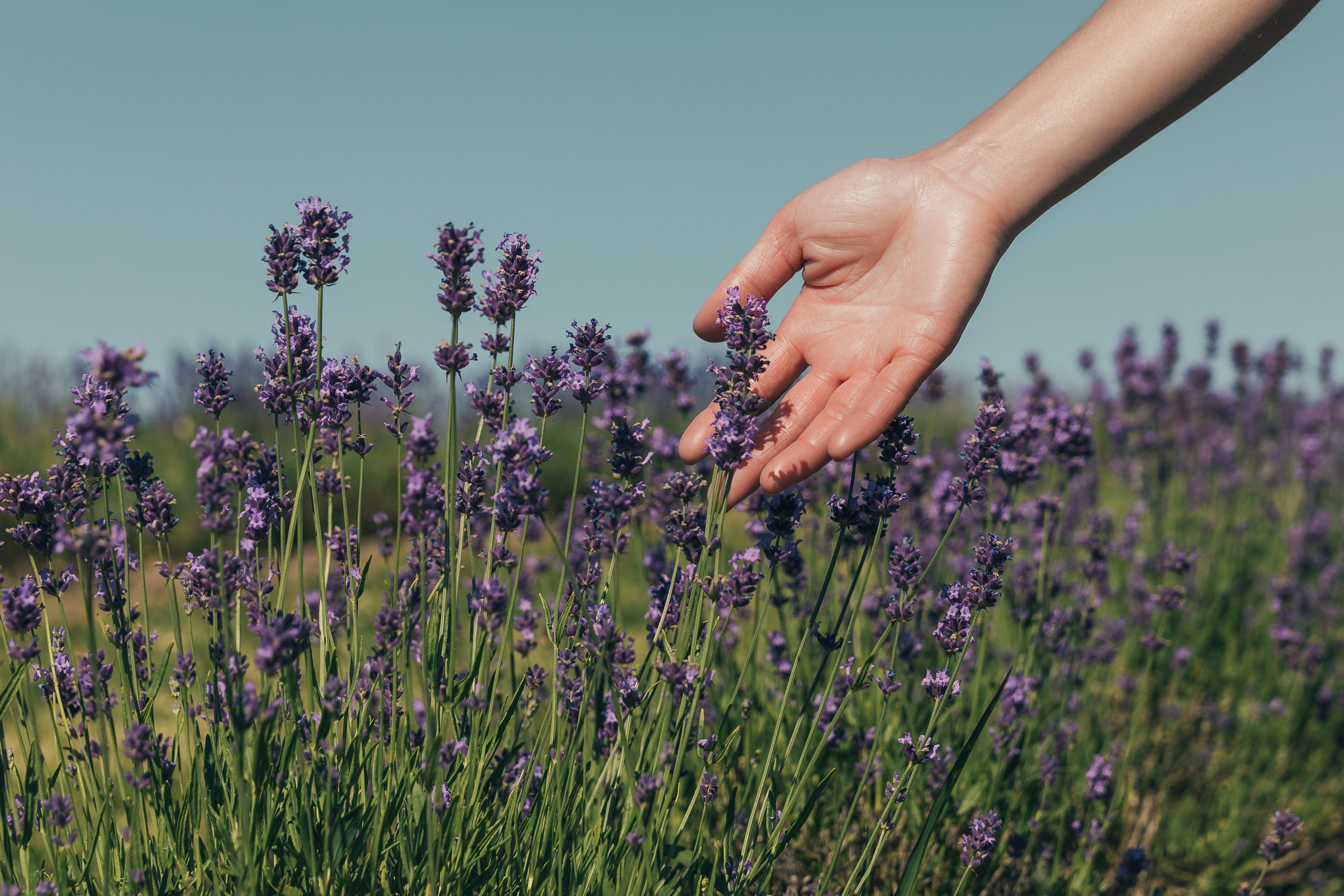 Sleepy Time Spray Recipe - Wyndmere Naturals