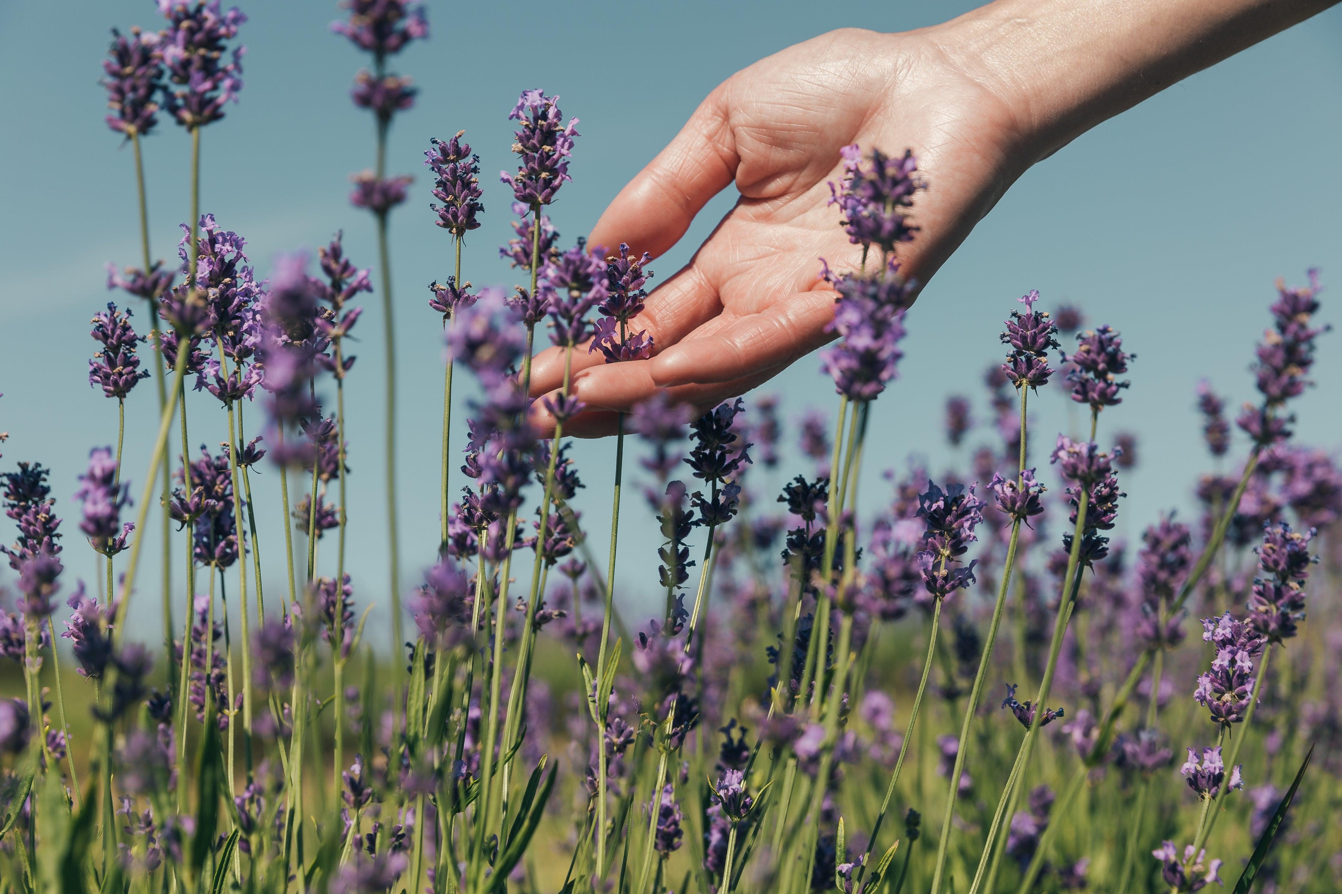 Sunburn Relief Recipe - Wyndmere Naturals