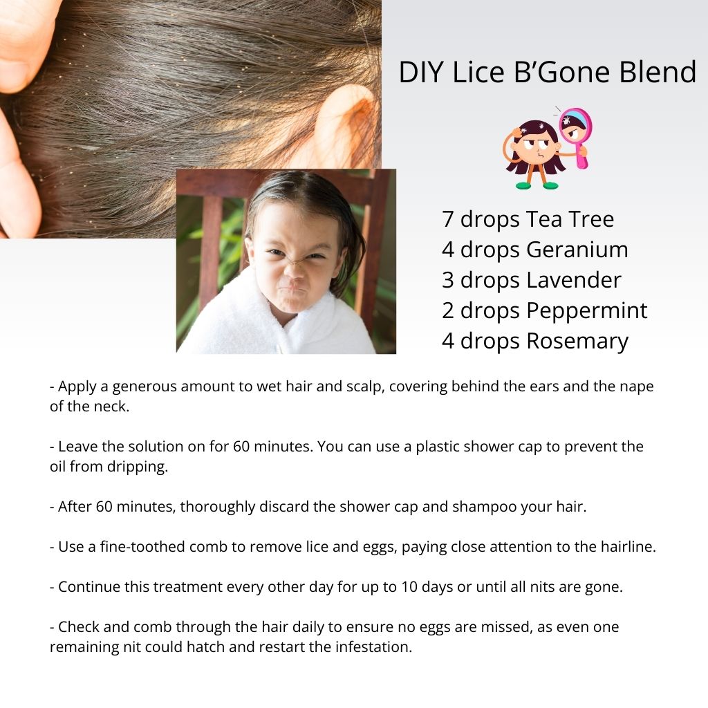 tea tree oil and lavender for lice Lice B'Gone DIY Bundle