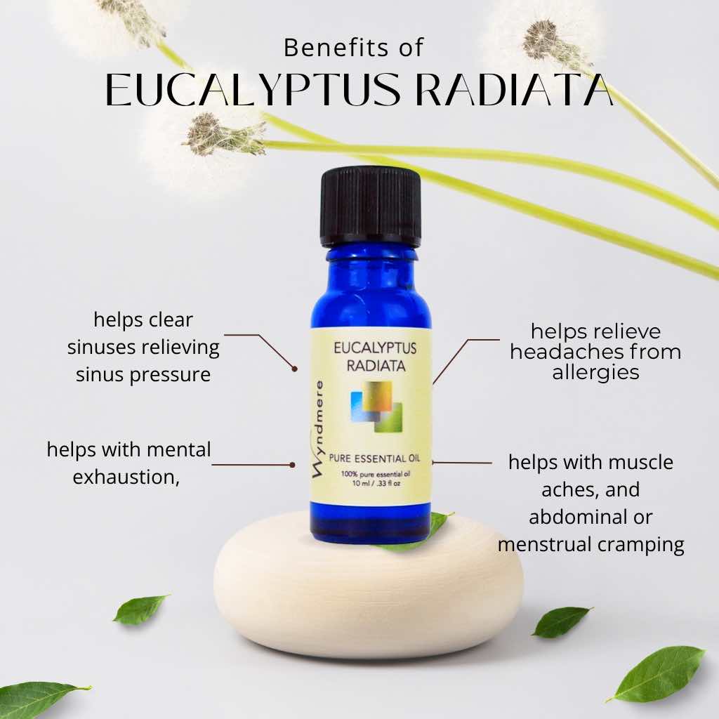 Eucalyptus radiata essential oil in a cobalt blue bottle with benefits listed on a light background