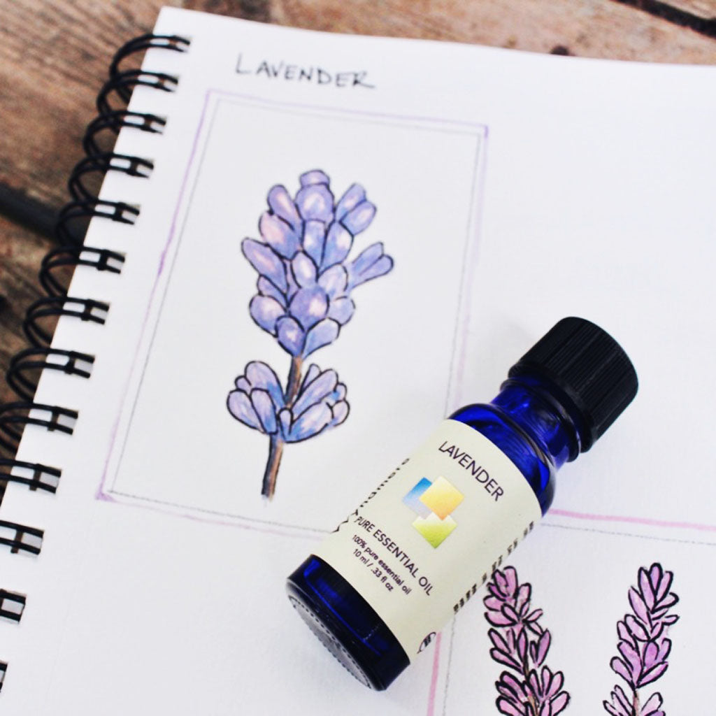 Lavender sprig sketch beside a Wyndmere Lavender essential oil bottle