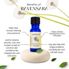 Wyndmere Ravensara essential oil bottle infographic on a white background