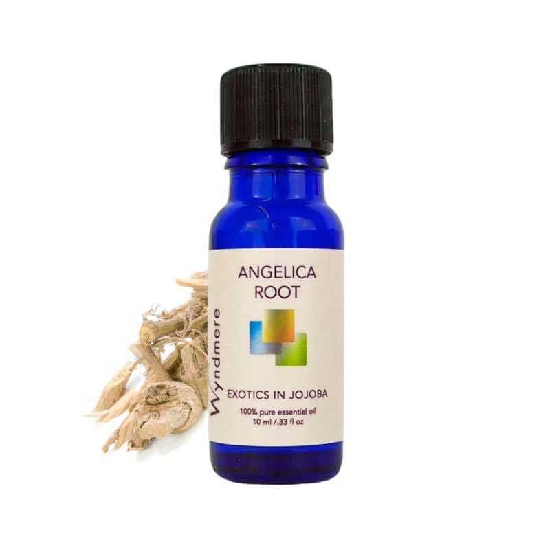 Roots of angelica plant shown with a 10ml cobalt blue bottle of Wyndmere Angelica Root Essential Oil