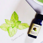 Drawing of spearmint leaves with a 10ml cobalt blue bottle of Wyndmere Spearmint Essential Oil